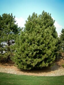 Сосна Чёрная (Pinus Nigra) купить по цене от 270.00р. в интернет-магазине «Посадика» с доставкой почтой в в Суджае и по всей России – [изображение №1].