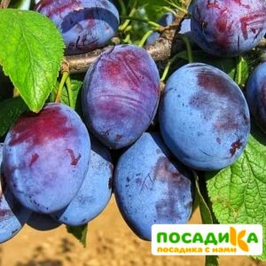 Слива Чачакская ранняя купить по цене от 229.00р. в интернет-магазине «Посадика» с доставкой почтой в в Суджае и по всей России – [изображение №1].