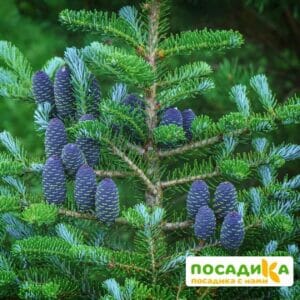 Пихта корейская (Abies koreana) купить по цене от 450.00р. в интернет-магазине «Посадика» с доставкой почтой в в Суджае и по всей России – [изображение №1].