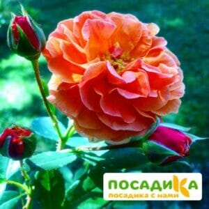 Роза Арабия купить по цене от 350.00р. в интернет-магазине «Посадика» с доставкой почтой в в Суджае и по всей России – [изображение №1].