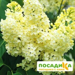 Сирень Примроуз (Primrose) купить по цене от 529.00р. в интернет-магазине «Посадика» с доставкой почтой в в Суджае и по всей России – [изображение №1].