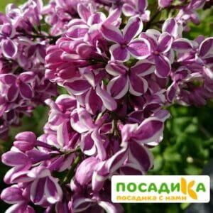 Сирень Сенсация купить по цене от 529.00р. в интернет-магазине «Посадика» с доставкой почтой в в Суджае и по всей России – [изображение №1].