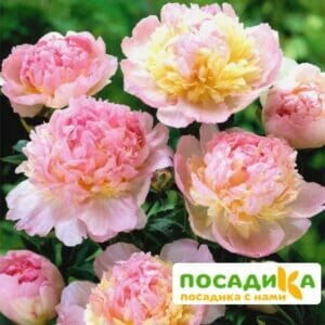 Пион Распберри Сандей (Paeonia Raspberry Sundae) купить по цене от 959р. в интернет-магазине «Посадика» с доставкой почтой в в Суджае и по всей России – [изображение №1].