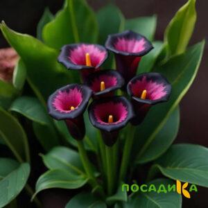 Калла Аура Лейс купить по цене от 400р. в интернет-магазине «Посадика» с доставкой почтой в в Суджае и по всей России – [изображение №1].