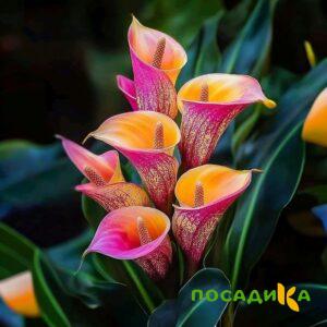 Калла Оникс купить по цене от 450р. в интернет-магазине «Посадика» с доставкой почтой в в Суджае и по всей России – [изображение №1].