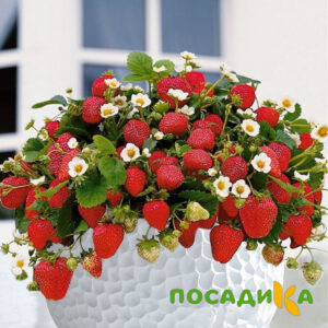 Клубника Рубиновый Шепот (горшечная) купить по цене от 240р. в интернет-магазине «Посадика» с доставкой почтой в в Суджае и по всей России – [изображение №1].