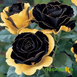 Роза Ханни Сикл купить по цене от 700р. в интернет-магазине «Посадика» с доставкой почтой в в Суджае и по всей России – [изображение №1].