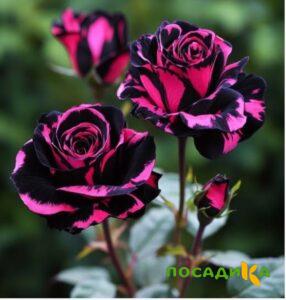 Роза Багровый Шепот купить по цене от 366р. в интернет-магазине «Посадика» с доставкой почтой в в Суджае и по всей России – [изображение №1].