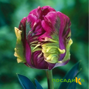 Тюльпан Экзотик Хэвен купить по цене от 186р. в интернет-магазине «Посадика» с доставкой почтой в в Суджае и по всей России – [изображение №1].